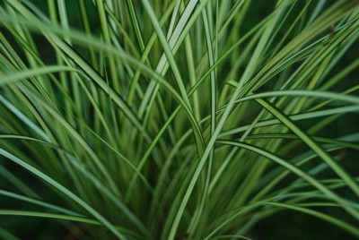 Gras_nahe.jpg
