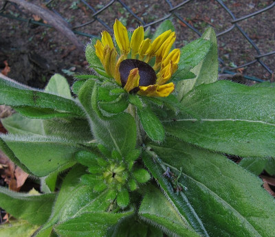 IMG_5097_Rudbeckia_25Dez2024_.JPG