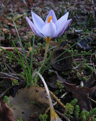 IMG_5091_Crocus_25Dez2024_.JPG