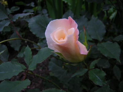 White_Wings1a_.JPG