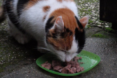 DSCF8399.JPG