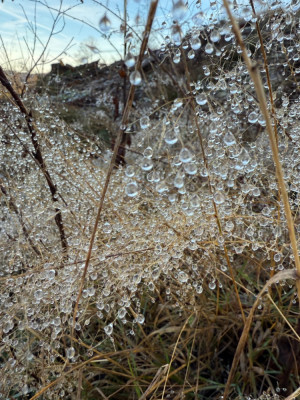 IMG_0315.jpeg