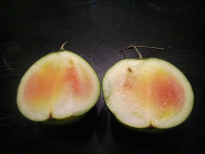 letzte_Wassermelone.jpg