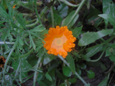 CIMG8404.JPG