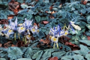 Iris_reticulatas_in_Silberlaub_von_Cyclamen_hederifolium.jpg