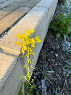 IMG_0745.jpeg