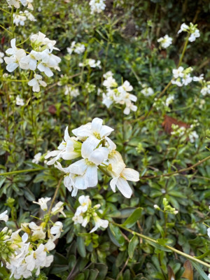 IMG_0684.jpeg