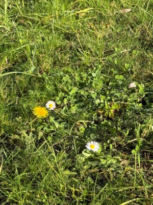 IMG_0736.jpeg