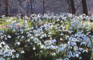 Schneeglockchenwiese_Colesbourne_Park_1.jpg