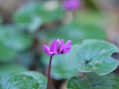 kleinste Blüten