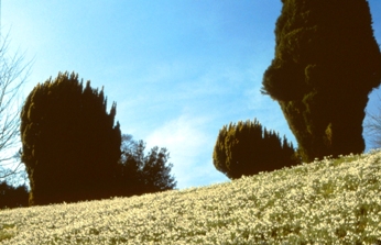Schneeglockchenwiese_Colesbourne_Park_2.jpg