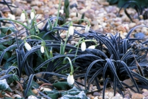 Galanthus_mit_Ophiopogon_planiscapus_Nigrescens.jpg