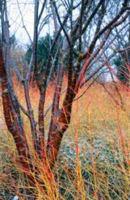 Scheiterhaufen_von_Prunus_serrula.jpg