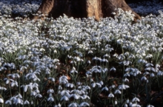 Galanthus_S_Arnott_Colesbourne_Park.jpg