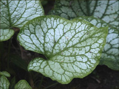 Brunnera.jpg