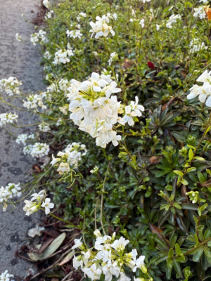 IMG_0686.jpeg