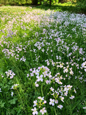 Cardamine Pratensis auf der Gartenwiese
