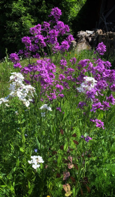 Hesperis