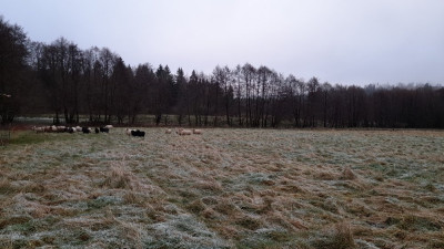 IMG-20241230-WA0013.jpeg