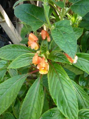 Impatiens_orange-3.jpg