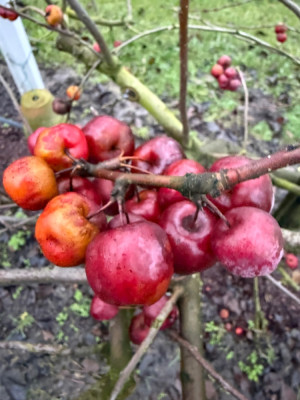 In der Spitze schon eher rot , Evereste