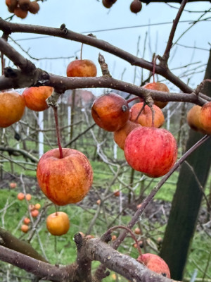 Mittel hoch gemischt , Evereste