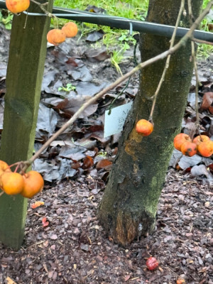 Die untersten Äpfel eher orange , Evereste