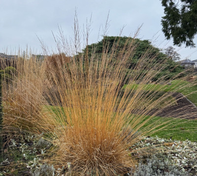 Dieses Molinia steht noch gut da