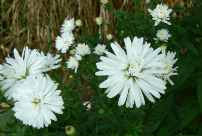 Aster_namenlos_weiss_1.jpg