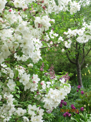 26. April