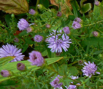 Aster_namenlos_blau.jpg