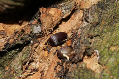 OothekApfelbaum2.JPG