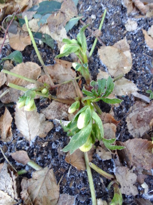 Helleborus Hybride