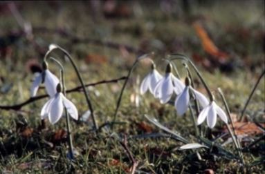 Galanthus_Mighty_Atom_Clan.jpg