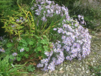 Aster_pyrenaica_Lutetia_27203.jpg
