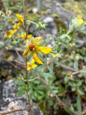 IMG_1090.jpeg