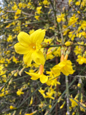 IMG_1055.jpeg