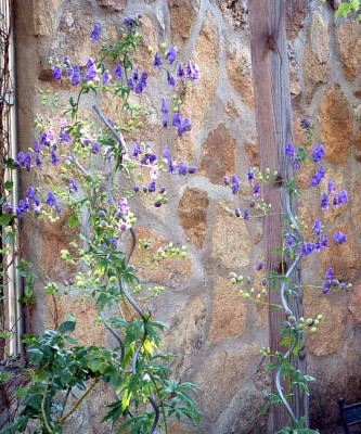 Aconitum_HSp.jpg