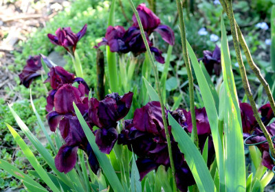 IrisCherryGarden18 Kopie.jpg