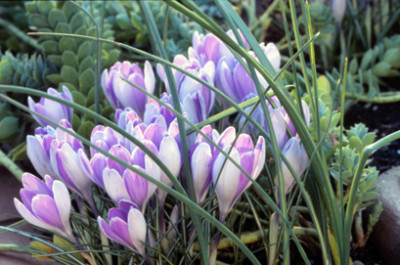 Crocus_mit_Euphorbia_myrsinites.jpg