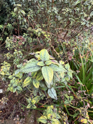 IMG_1056.jpeg