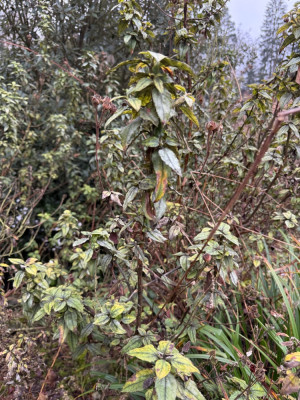 IMG_1059.jpeg