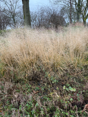 Deschampsia cespitosa
