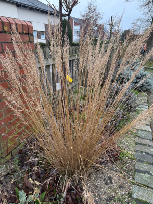 Calamagrostis brachytricha