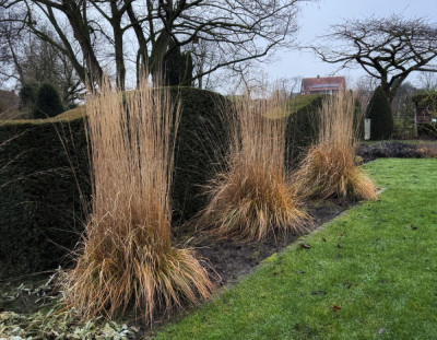 Calamagrostis acutiflora