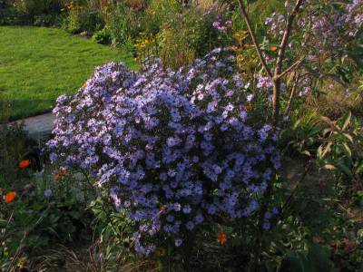lieblingsaster_2008.jpg