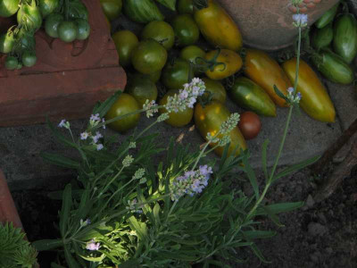 lavandula_cf_balkonsortiment.jpg