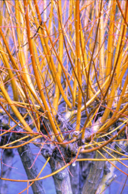 Cornus_Flaviramea.jpg