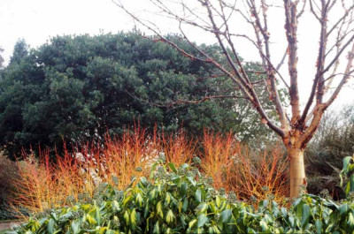 Brennender_Acer_griseum.jpg