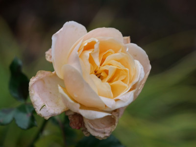 R. 'Kalmar'